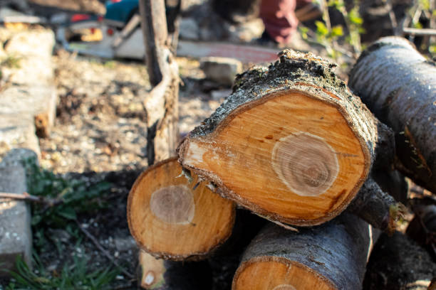 Highland Beach, FL Tree Care Company