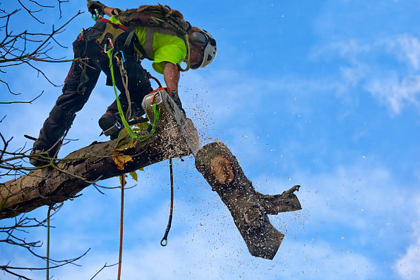 How Our Tree Care Process Works  in  Highland Beach, FL